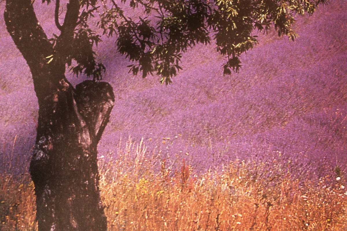 Lavender field in Provence beneath a shade tree