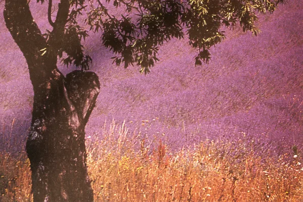 Lavender field in Provence beneath a shade tree