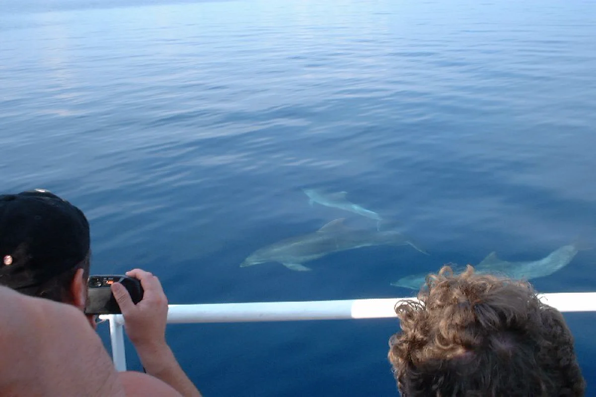 Dolphins swimming beside a wildlife-watching boat on calm water