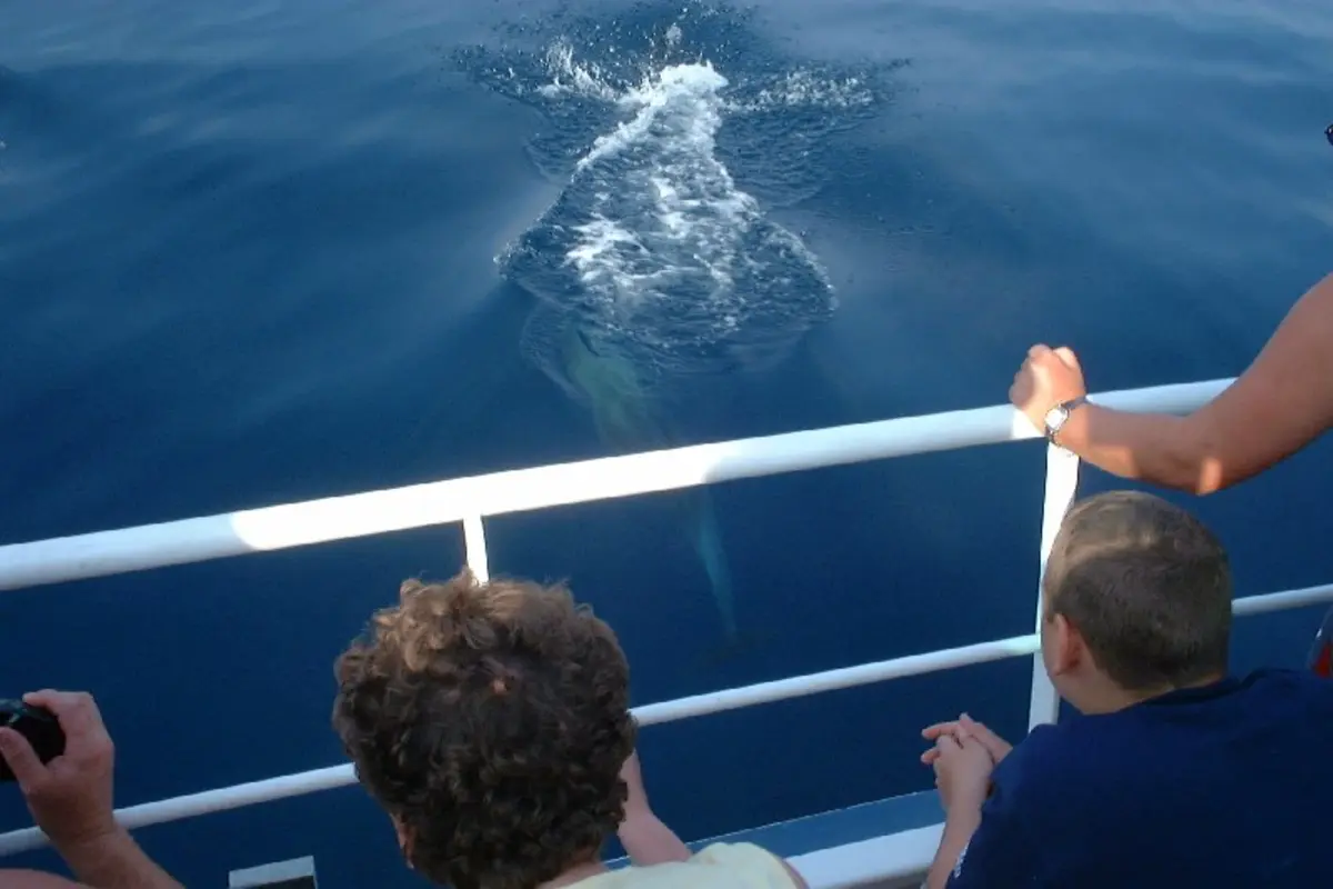 A cetacean surfaces beside a wildlife-watching boat in the Croatian Adriatic